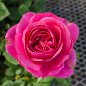 Hover Product Image