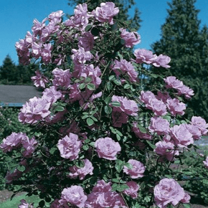 Climbing Rose Angel Face