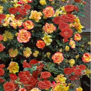 Climbing Rose Pinata