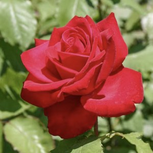 Hover Product Image
