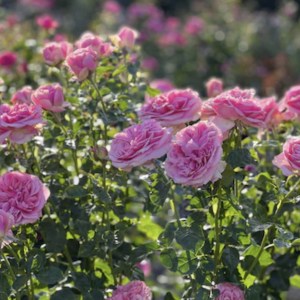 All Dressed Up - Tree