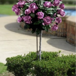 Barbara Streisand - Tree