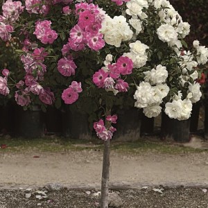 Brilliant Pink Iceberg and Iceberg - Tree