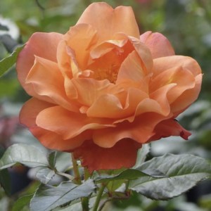 Westerland - Climber