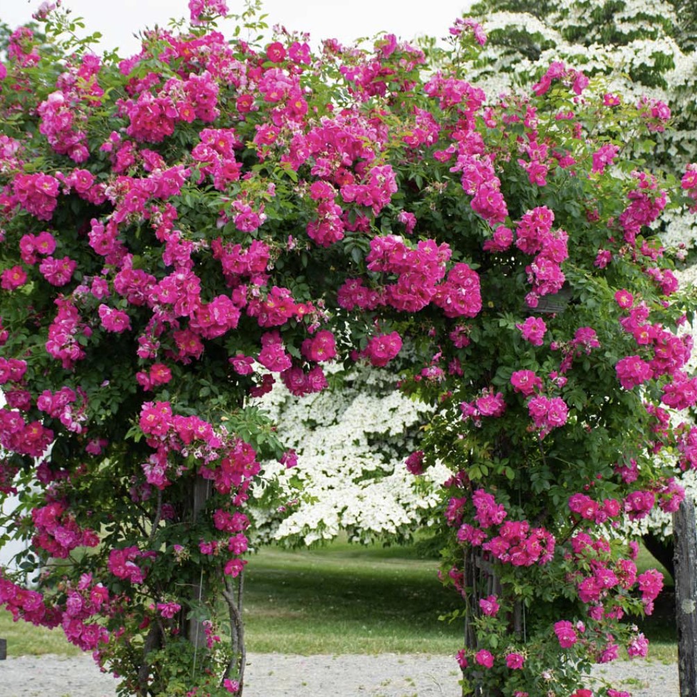William Baffin - The Rose Fanatic LLC